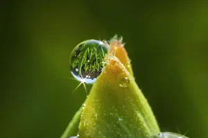 Wuerttemberg: dew drop - a big dew drop on a tulip leaf in spring