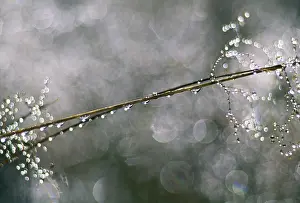 Unexplained: Dew drops