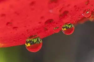 Wuerttemberg: dew drops - big dew drops hanging on a red tulip