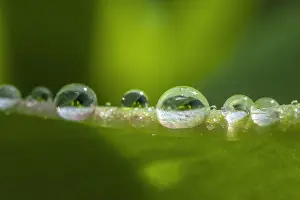 Wuerttemberg: dew drops - big dew drops on a tulip leaf in spring