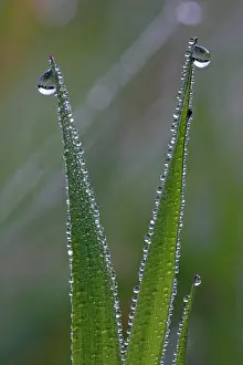 Blades: Dew Drops - on blades of grass in autumn