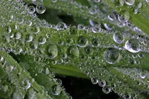 Blades: Dew Drops - on blades of grass in autumn