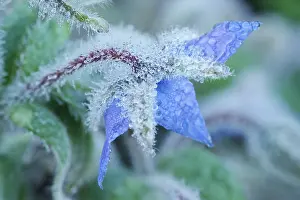250417: Dew drops on Borage Flower, Norfolk UK