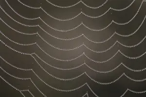 Vaermland: Dew drops on spiders web - Sweden