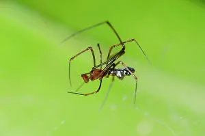 Silk: Dewdrop Spider