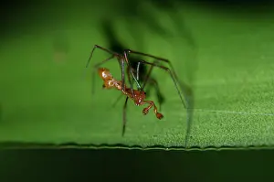 Theridiidae: Dewdrop Spider on leaf - Klungkung, Bali, Indonesia