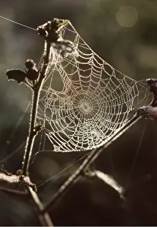 Joanna Van Gruisen: DEWDROPS ON COBWEB