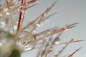 Thorns: Dewdrops - drops of morning dew on Cactus thorns