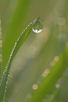 Blades: Dewdrops - drops of morning dew on Grass blades in spring
