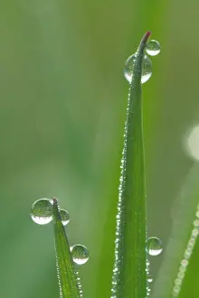 Blades: Dewdrops - drops of morning dew on Grass blades in spring