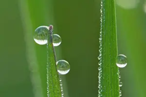 Blades: Dewdrops - drops of morning dew on Grass blades in spring