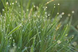 Blades: Dewdrops - drops of morning dew on Grass blades in spring