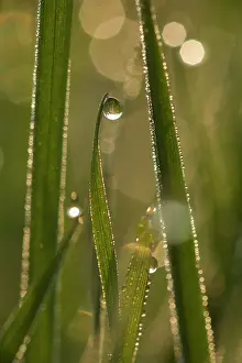 Blades: Dewdrops - drops of morning dew on Grass blades in spring