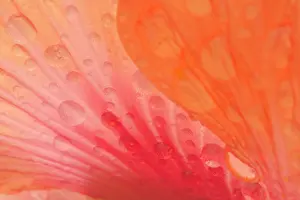Dewdrops: Dewdrops - drops of morning dew on Hibiscus flower