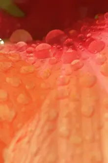 Dewdrops: Dewdrops - drops of morning dew on Hibiscus flower