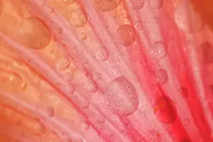 Dewdrops: Dewdrops - drops of morning dew on Hibiscus flower