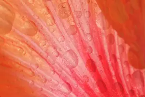 Dewdrops: Dewdrops - drops of morning dew on Hibiscus flower