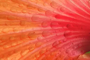 Dewdrops: Dewdrops - drops of morning dew on Hibiscus flower