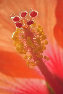 Dewdrops: Dewdrops - drops of morning dew on Hibiscus flower