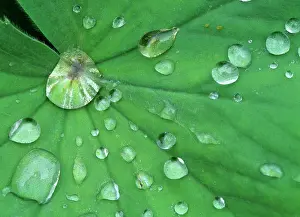 Dewdrops: Dewdrops - gathering on leaf
