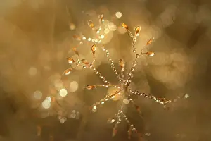 Dewdrops: Dewdrops on Grass