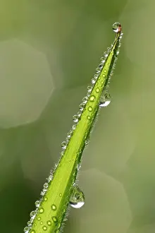 Dewdrops: Dewdrops - on a grass blade with reflections of sunlight