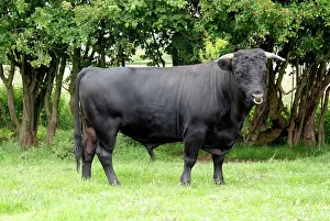 Dexter: Dexter Bull, pedigree rare breed