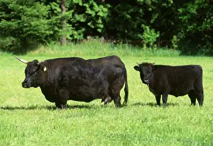 Dexter: Dexter Cattle. Adult and calf