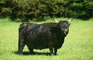 Dexter: DEXTER COW - chewing cud