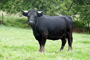 Dexter: Dexter Cow, pedigree rare breed
