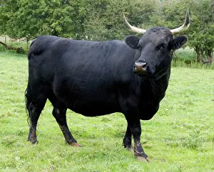Dexter: Dexter Cow, pedigree rare breed