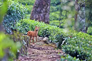 Alpinus: Dhole / Asiatic Wild Dog / Indian Wild Dog
