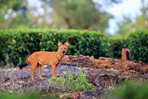 Alpinus: Dhole / Asiatic Wild / Indian Wild Dog