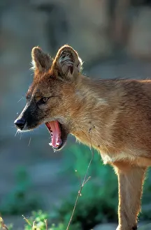 Ingrid Van Den Berg: Dhole DOG / Asiatic Wild Dog / Red Dog