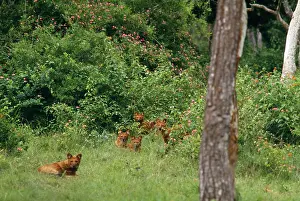 Alpinus: Dhole Dogs - lying in wait, hunt as a pack
