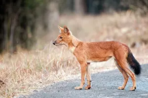 Tadoba: Dhole - standing on road