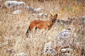 Tadoba: Dhole - standing amongst rocks and dry vegetation