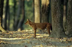 Alpinus: Dhole / Wild dog in the Sal forest
