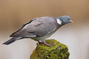 Columba: DHoutduif-Edam