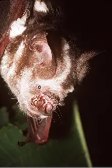 Diadem: Diadem Roundleaf/LEAF-NOSED BAT - close-up of head