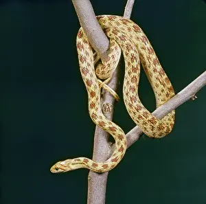 Diadem: Diadem Snake (Spalerosophis diadema)