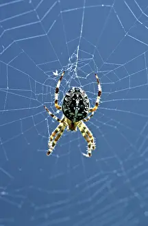 Diadematus: Diadem Spider