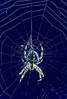 Spiders: Diadem Spider