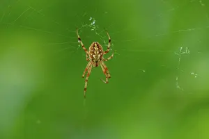 Araneae: DIADEM SPIDER