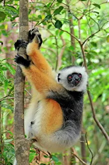 Sifakas: Diademed Sifaka