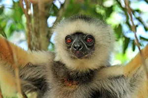 Sifakas: Diademed Sifaka