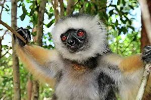 Sifakas: Diademed Sifaka
