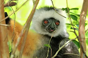 Propithecus: Diademed Sifaka