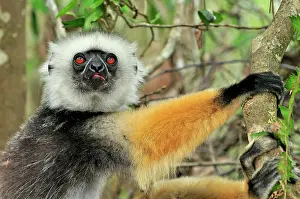 Propithecus: Diademed Sifaka