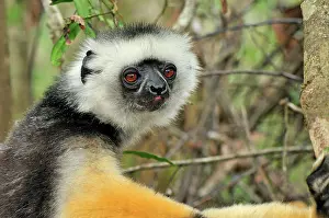 Propithecus: Diademed Sifaka